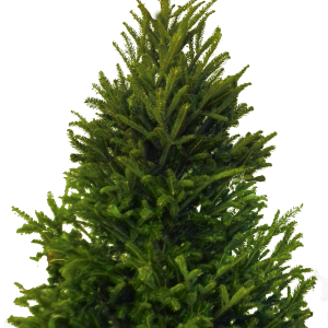 Fir-tree PNG image