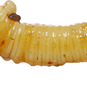 Maggot PNG