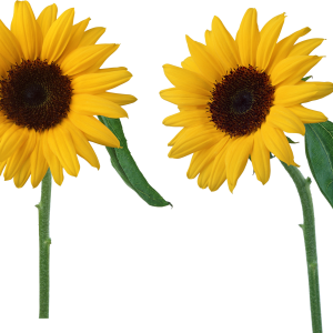 Sunflower PNG