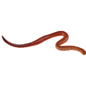 earthworm worm PNG