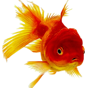 Goldfish PNG