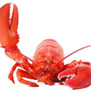 Lobster PNG