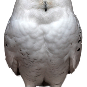 Owl PNG