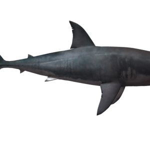 Shark PNG