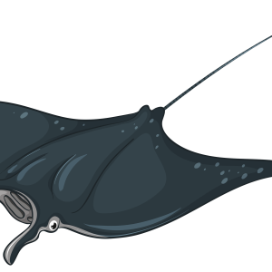 Stingray PNG