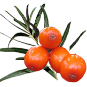 Sea buckthorn PNG