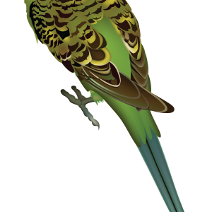 Parrot PNG image