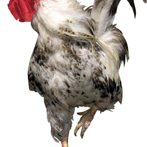 Cock PNG