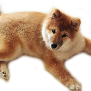 dog PNG image