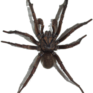 Spider PNG image