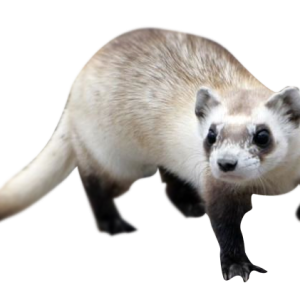 Ferret PNG