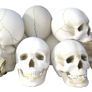 Skull