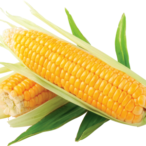 Corn PNG image