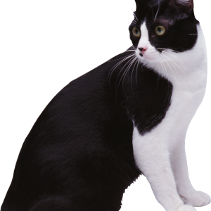 Cat PNG