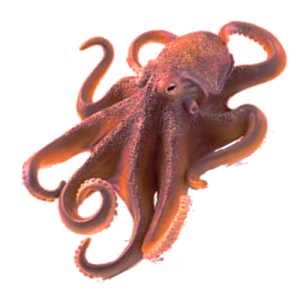 Octopus PNG