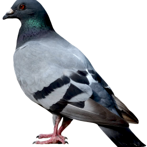 Bird PNG
