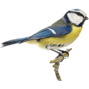 Bird PNG