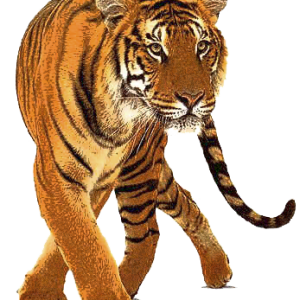 Tiger PNG image, free download, tigers