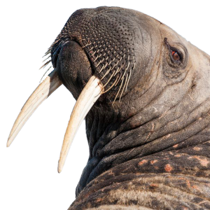Walrus PNG image