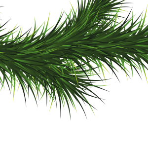 Fir-tree PNG image