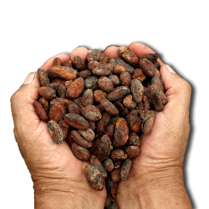Cacao PNG