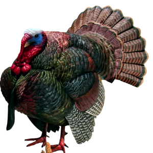Turkey bird PNG