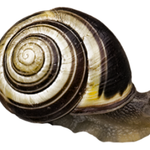 Snail PNG