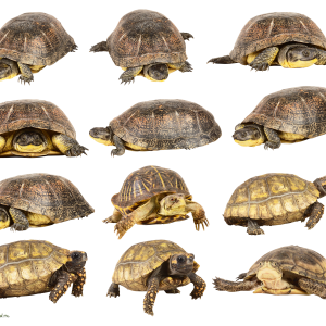 Turtle PNG