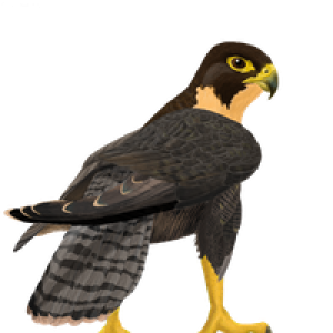 Falcon PNG