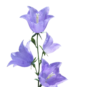 Bellflower PNG