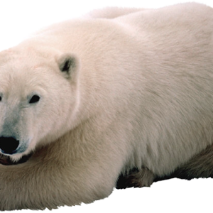Polar white bear PNG