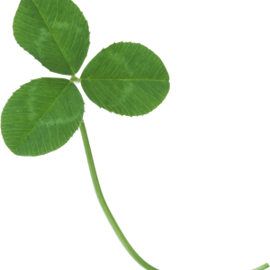 Clover PNG image
