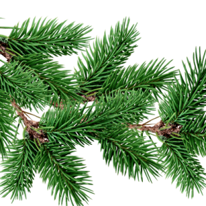 Fir-tree PNG image