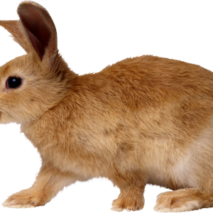 Rabbit PNG image