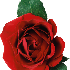 Rose png image, free picture download
