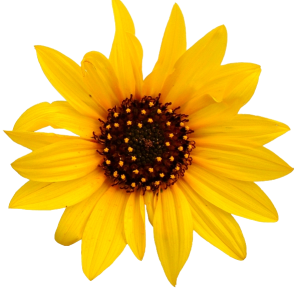 Sunflower PNG