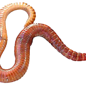 earthworm worm PNG