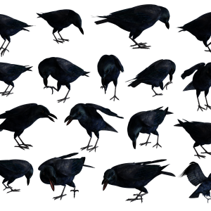 Raven PNG
