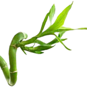 Bamboo PNG