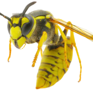 Wasp PNG