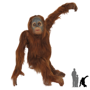 Orangutan PNG