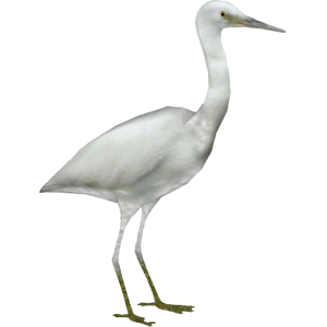 Heron PNG