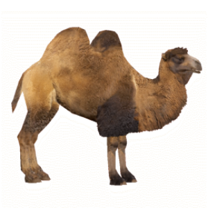 Camel PNG