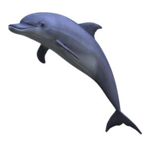 Dolphin PNG image