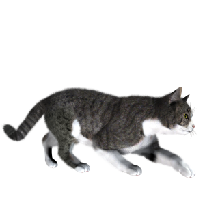 cat png image, free download picture, kitten