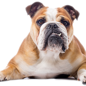 Bulldog PNG