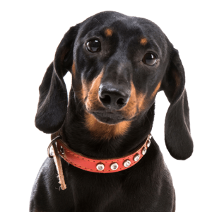 Dachshund PNG