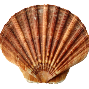 Seashell PNG