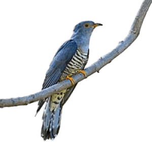 Cuckoo PNG