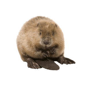 Beaver PNG